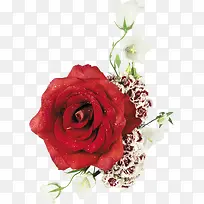 红玫瑰PNG图片