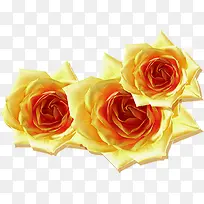 三朵红间黄色玫瑰花