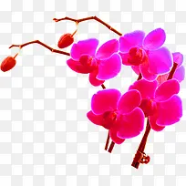 设计海报花枝花朵效果