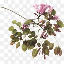 花枝花草海棠花