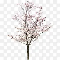 桃花树木图片