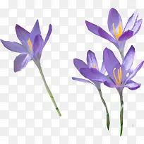 紫花
