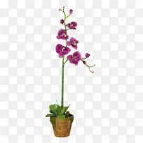 花枝