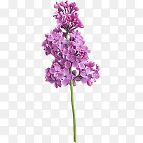 紫花