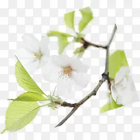 合成摄影创意白色桃花