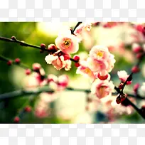 浪漫桃花海报背景图
