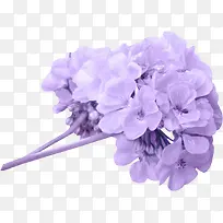 紫花
