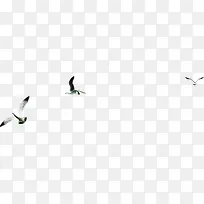 翱翔天空的海鸥背景图片