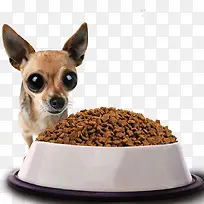 小狗吃狗粮食物图