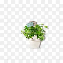 植物