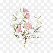 紫花