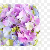 淡紫色花海