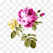 手绘紫色花