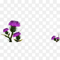 紫花