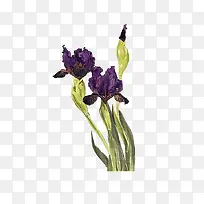 紫尾花