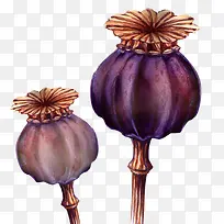 紫色罂粟果实
