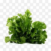 青色花菜