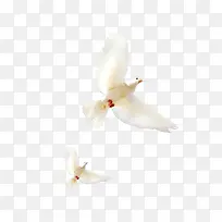 飞翔的白鸽