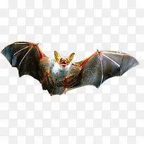 飞翔中的蝙蝠