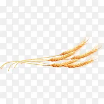 小麦麦穗果实自然食物矢量
