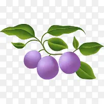 手绘紫色果实植物