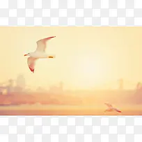 夕阳海鸥飞翔图片