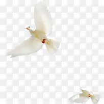 白色飞翔的和平鸽