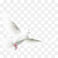白色效果海报飞翔海鸥