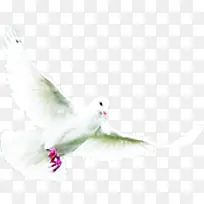 白色的飞翔的和平鸽