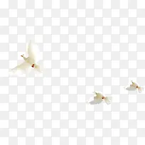 清新白色飞翔的白鸽装饰