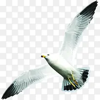 仰视白色飞翔海鸥