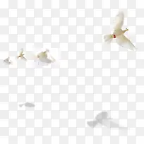 白鸽和平鸽飞翔的格子