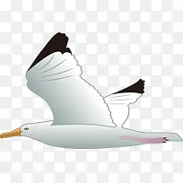 卡通白色飞翔海鸥