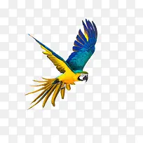 展翅飞翔的彩色鹦鹉