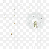 蒲公英