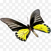 飞翔黄色蝴蝶