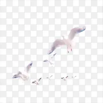 鸽