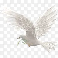 白色和平鸽橄榄枝飞翔