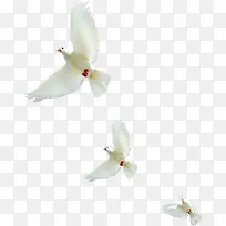 和平鸽白色飞翔在空中