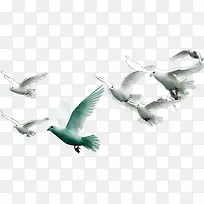 高清活动海报白色飞翔和平鸽