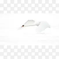白色背景白鸽飞翔