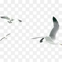 飞翔的三只海鸥