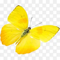 黄色高清蝴蝶飞翔