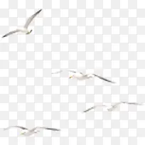 向左飞翔的白色海鸥