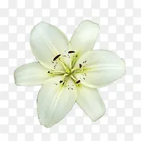白色花朵好看