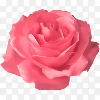 迷人的粉红色玫瑰