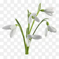 美丽植物白色盛开的花