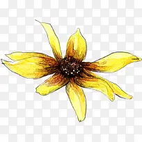 手绘鲜艳黄花插画
