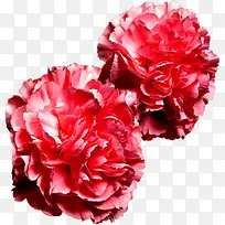 红色鲜艳康乃馨花朵祝福
