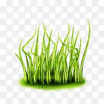 绿色水草